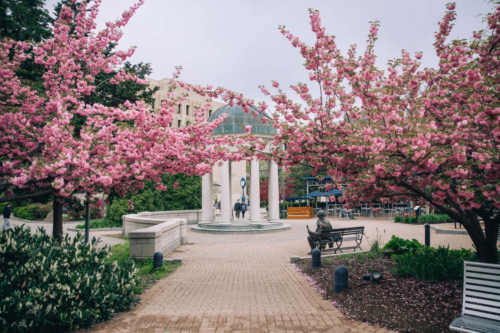 Cherry blossom trees blooming on Kogan Plaza